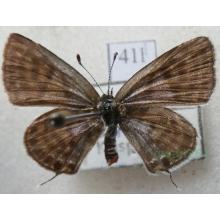 Tarucus balkanica (Freyer, 1844) Tarucus bałkański Turkey41l